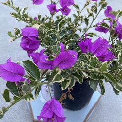 Bougainvillea, Veranera , Camellina Outdoor Plant, In 1 Gallón Pot Pick Up Only