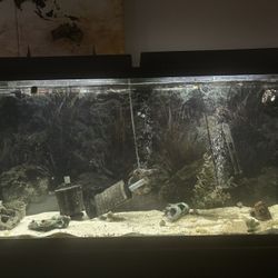 60gallon Fish Tank With Stand + Accessories 