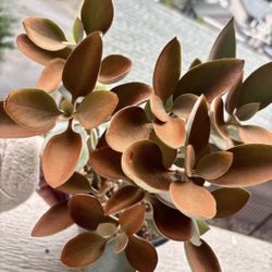Kalanchoe Copper Spoons Orgyalis Succulent Money  tree🌳