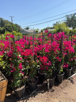 Bougainvillea staked