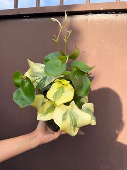 6” variegated owl eye peperomia