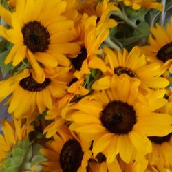 Bando Girasoles (contact info removed)