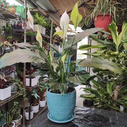 $20 Each One Indoor Plants 