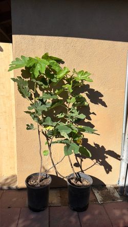 Higueras  / fig trees