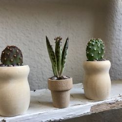 Boho Succulent Set