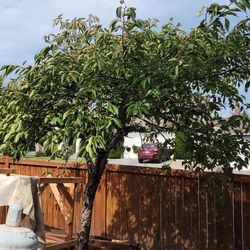 20yr Old Cherry blossom Tree