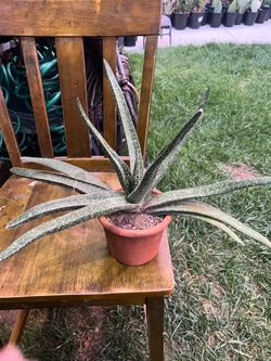 Aloe Vera plant