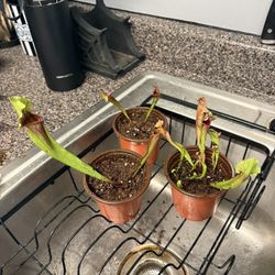Sarracenia American Pitcher Plants