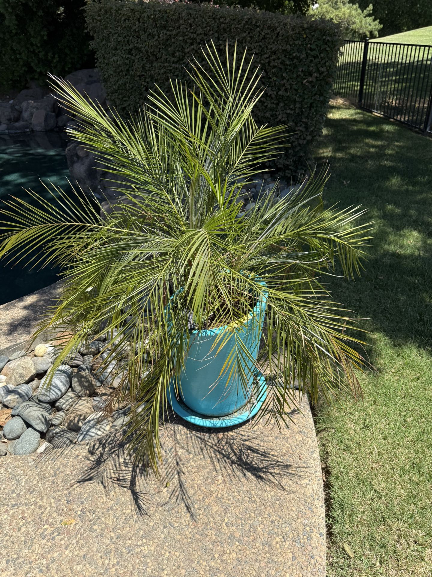 Large Ceramic Pot Includes Plant!