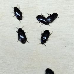 Buffalo Beetles