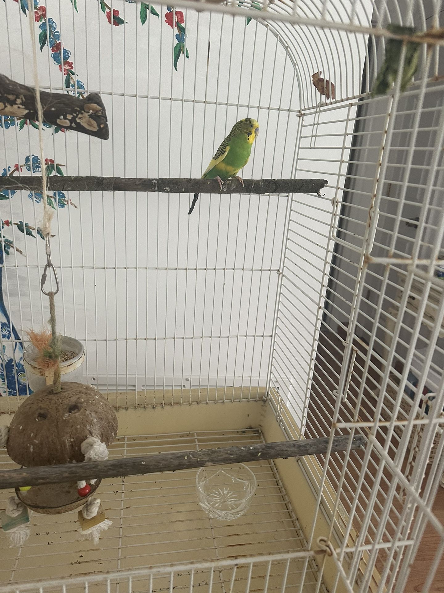 Large Bird Cage With Accessories Including Male Parakeet