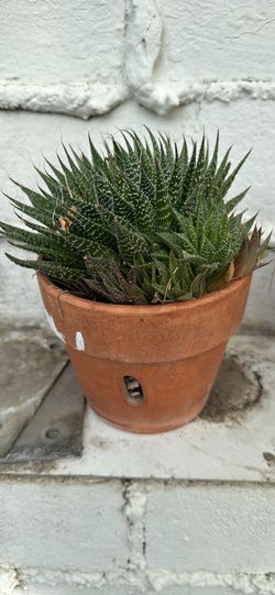 Suculentas
