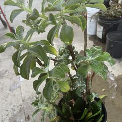Soculenta