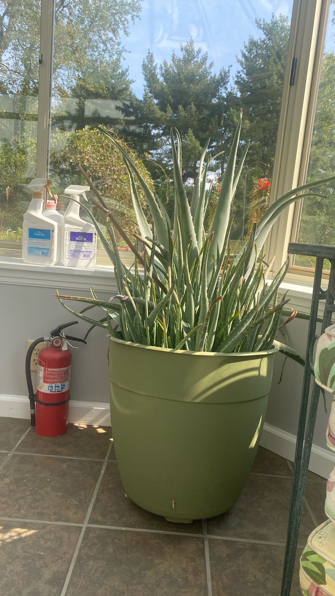Huge 4 foot potted aloe plant