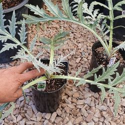 Globe And Imperial Star Artichokes