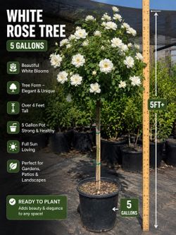 🌹🤍 White ROSE TREES 🤍🌹
