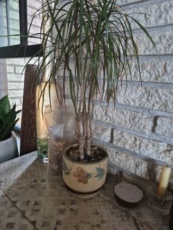 Plant with floral pot 25" all for $10