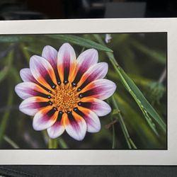 Original Photographs