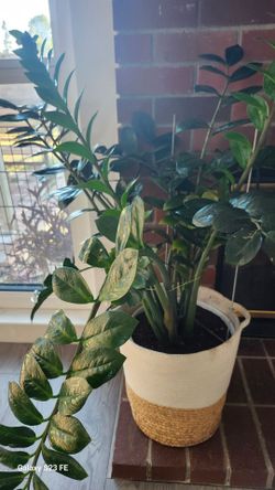 Big zz plant