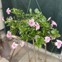Mandevylla Blooming Double Flowers Plant, Is Hanging Plant In 10 Inch Pot Pick Up Only