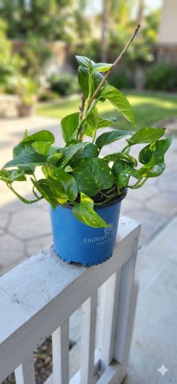 🌿 Large Bushy Golden Pothos Plant 7" Pot | Healthy & Well Rooted 🪴