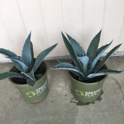 Agave 