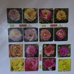 Floral photographic magnets 2X2 2 for $4