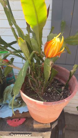 Cactus orquedea