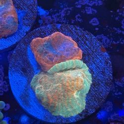 Two Tone Chalice Display Decor