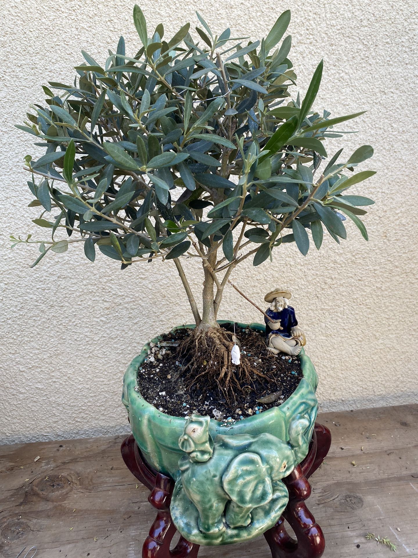 Bonsai Fruitless Olive Tree $80 Comes With Chinese Man Fishing,All Products : American Fashion Style Bags On Sale