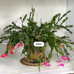 Pink and purple flowering cactus potted live plant
