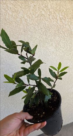💚Bay Leaf / Laurel Plant💚