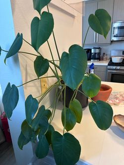 Large Monstera Deliciosa Live Plant