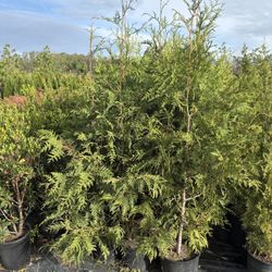 Green Giant Tree (6’)