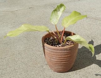 Philodendron Snowdrift Variegated Plant