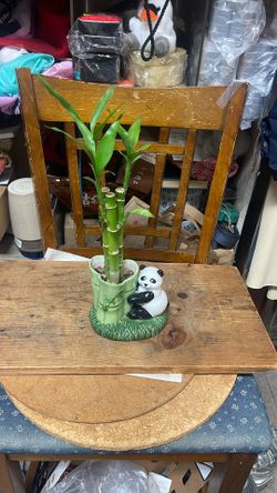lucky bamboo with happy Panda pot 