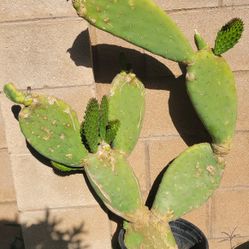 Cactus Plant