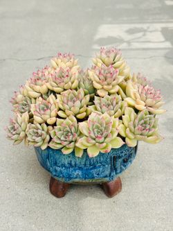 Succulents plants 🪴 （Echeveria Paint barrel）