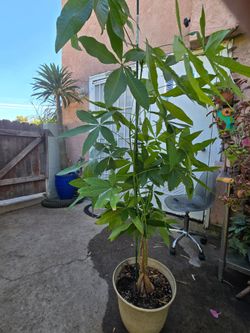 Money tree 🌳