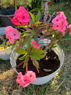 Corona de Cristo  plant