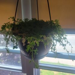 Rainbow Moss