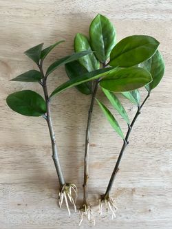 ZZ Plant