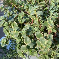 2 Kinds Of Succulent 