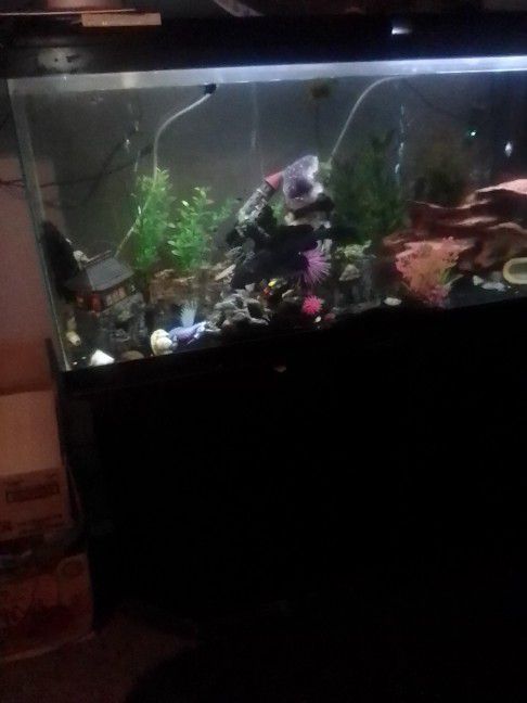Operational Fish Tank