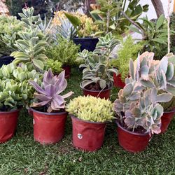 Variety Of Succulents Plants 