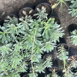Rock purslane plants