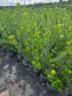 podocarpus Instant Privacy Hedge For Fence Green Full Ready