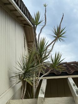 Madagascar Dragon Tree