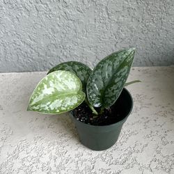 Scindapsus Pothos Plant 