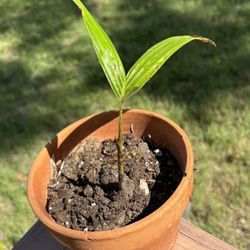 1 Foxtail Palm Tree (Wodyetia bifurcata) live seedling tropical ornamental plants!